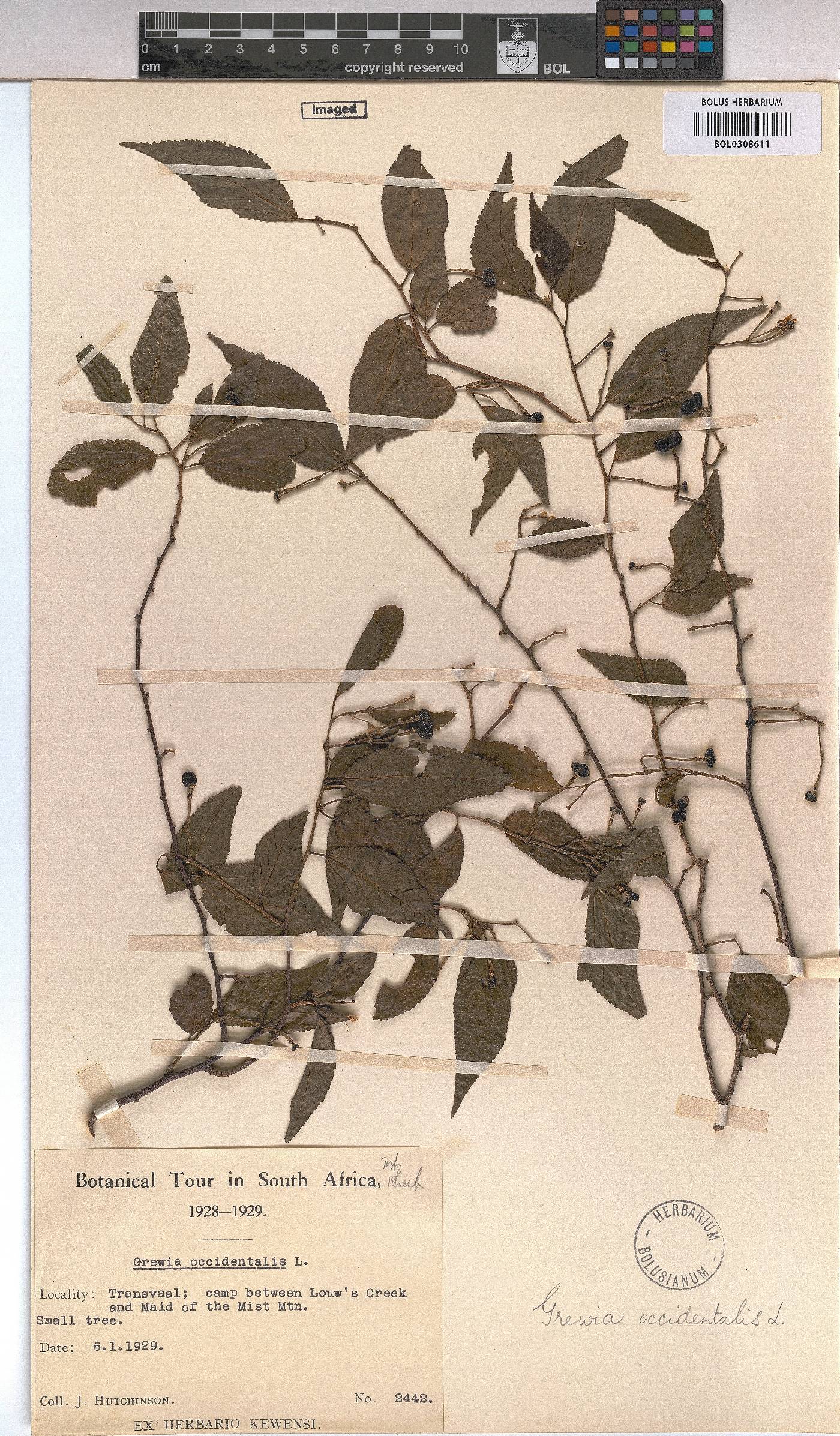 Grewia occidentalis image
