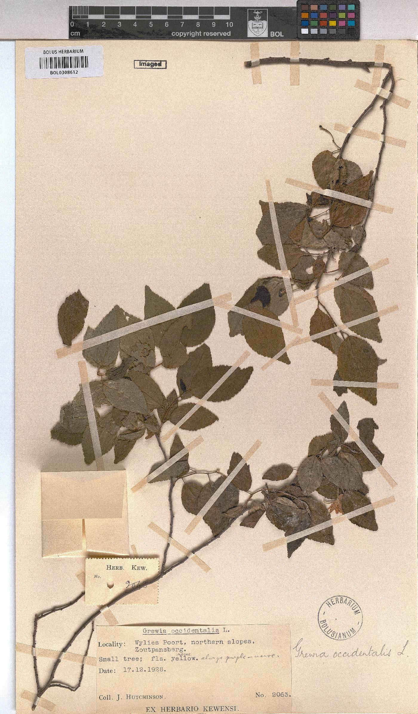 Grewia occidentalis image