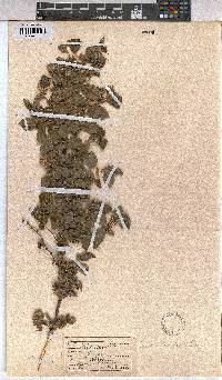 Grewia occidentalis image