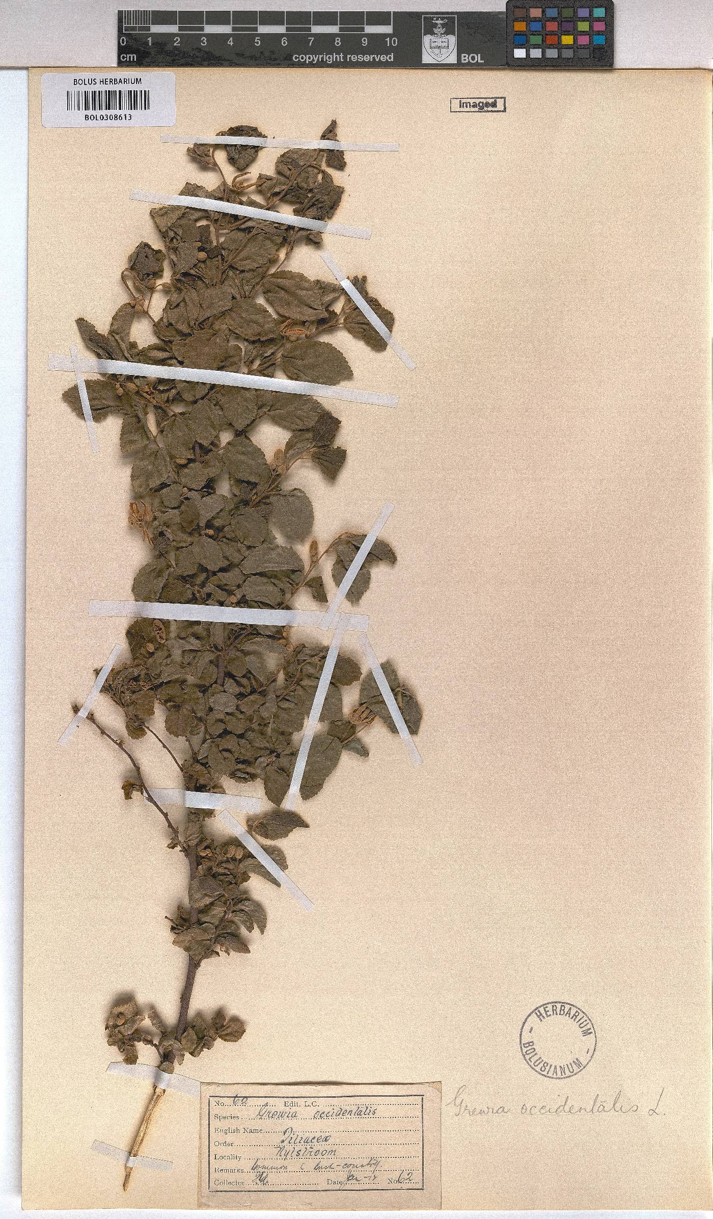 Grewia occidentalis image