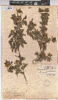 Grewia occidentalis image