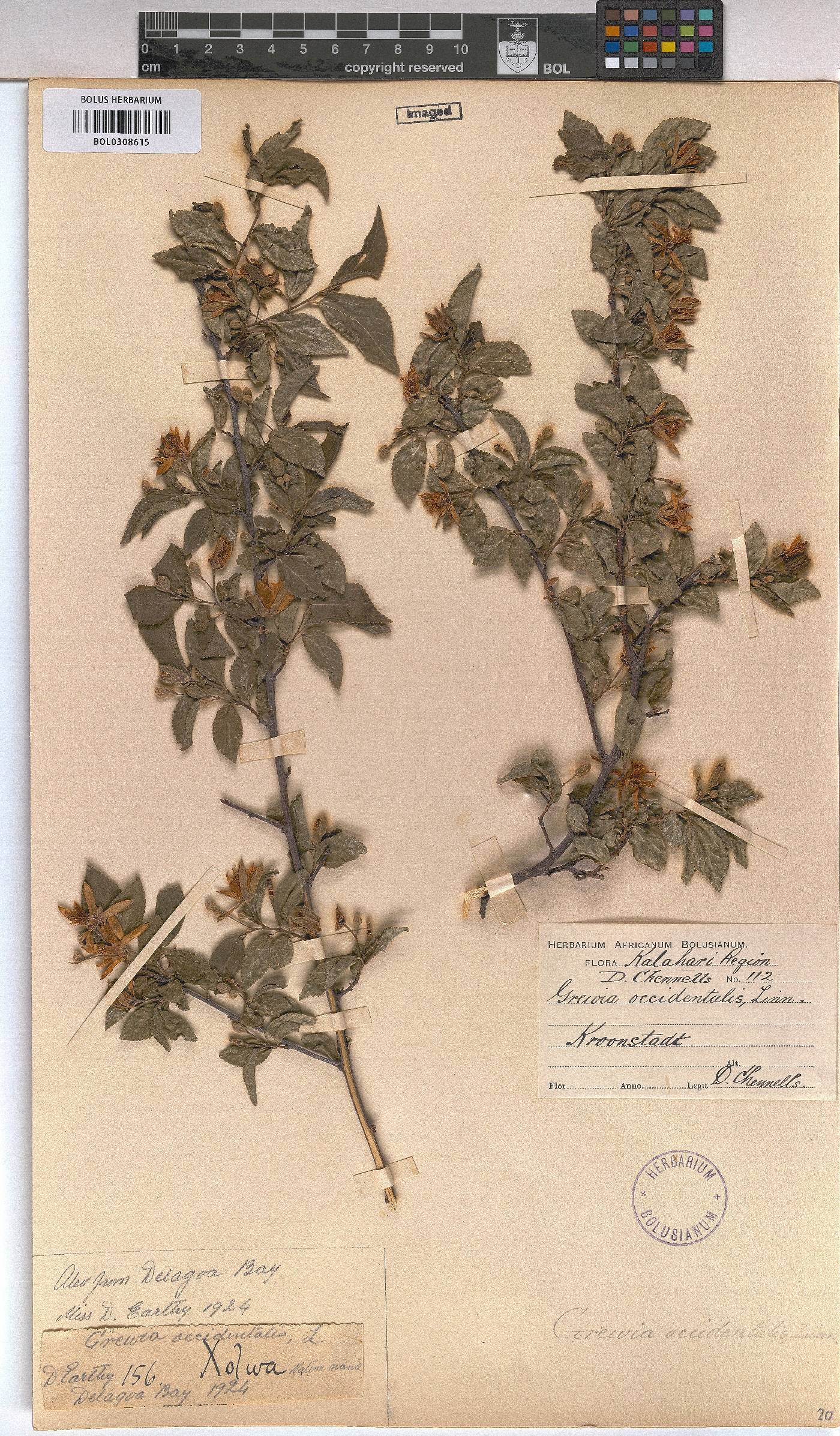 Grewia occidentalis image