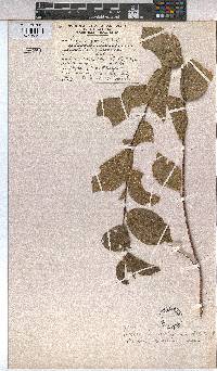 Grewia avellana image