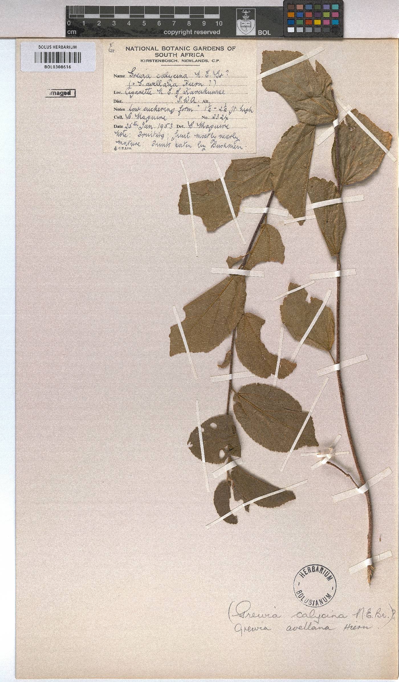 Grewia avellana image