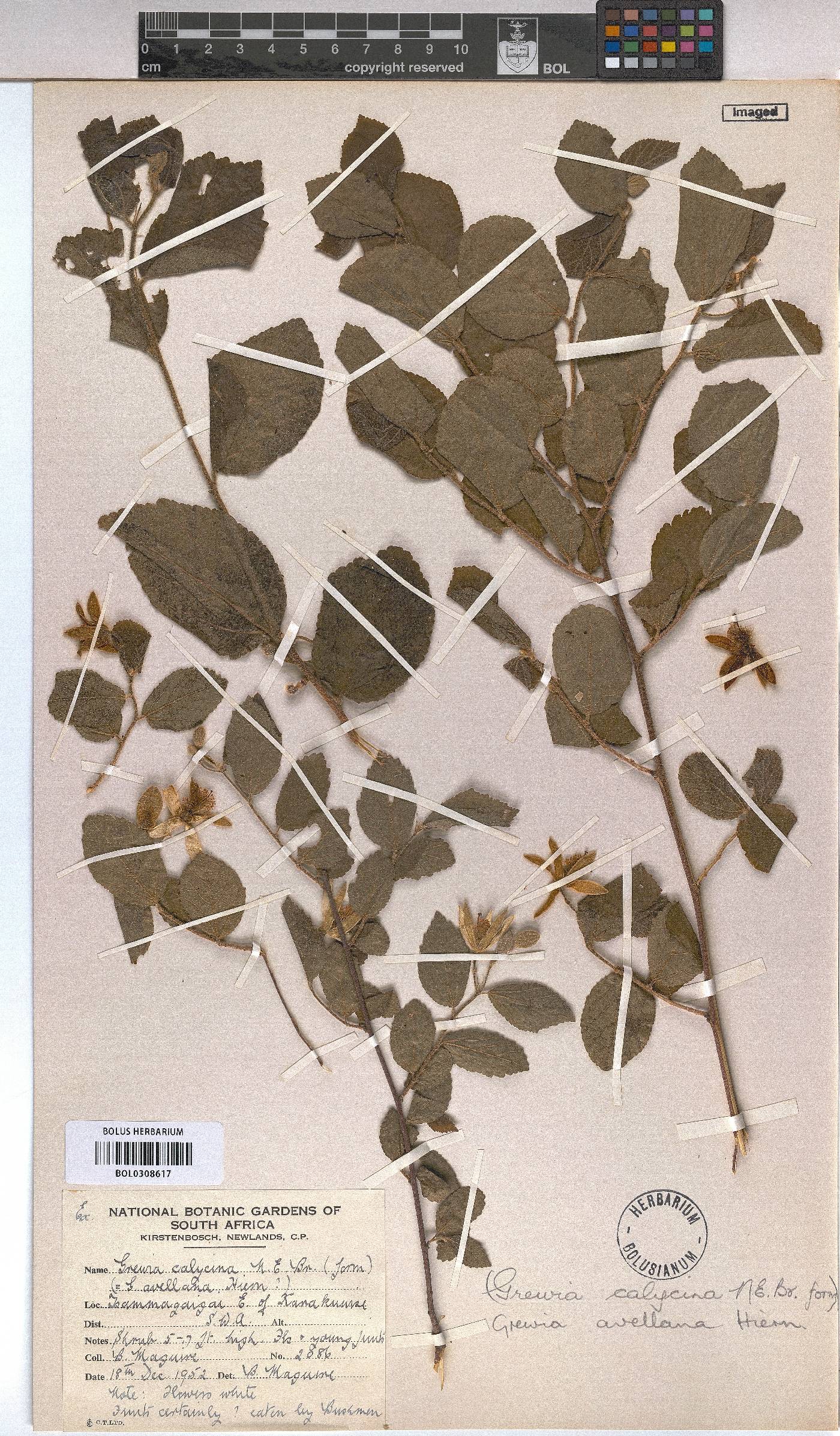 Grewia avellana image
