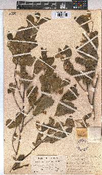 Grewia avellana image