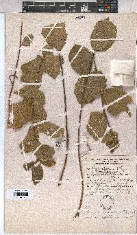 Grewia avellana image