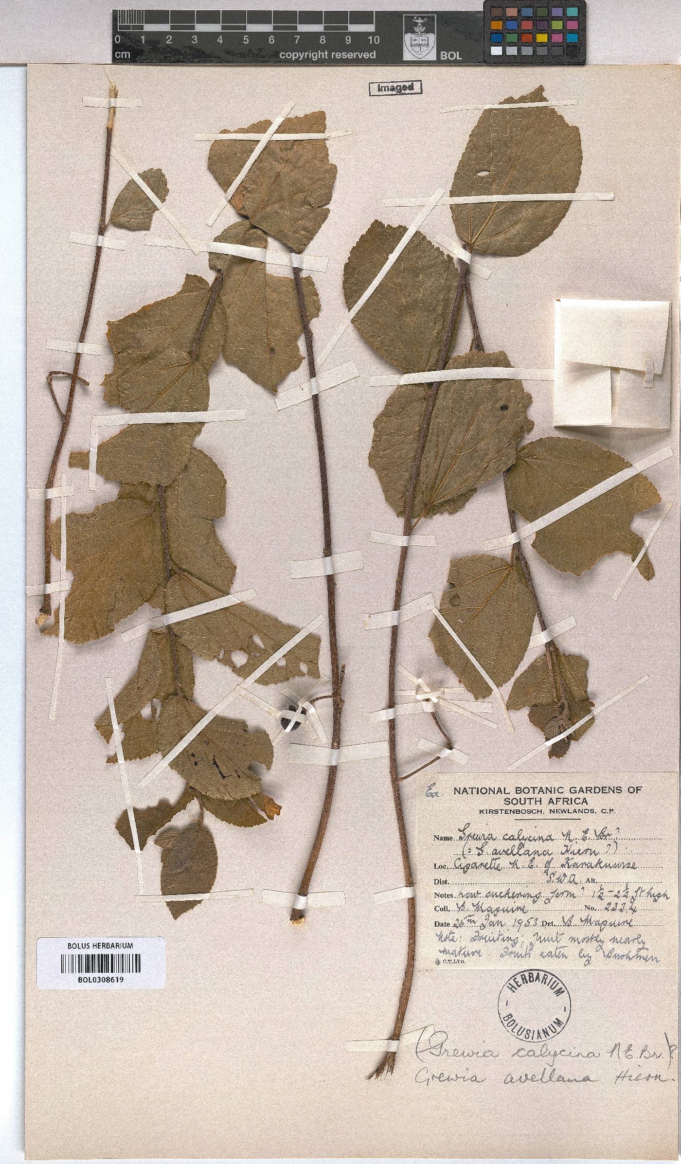 Grewia avellana image