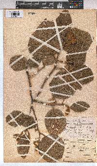 Grewia lasiocarpa image