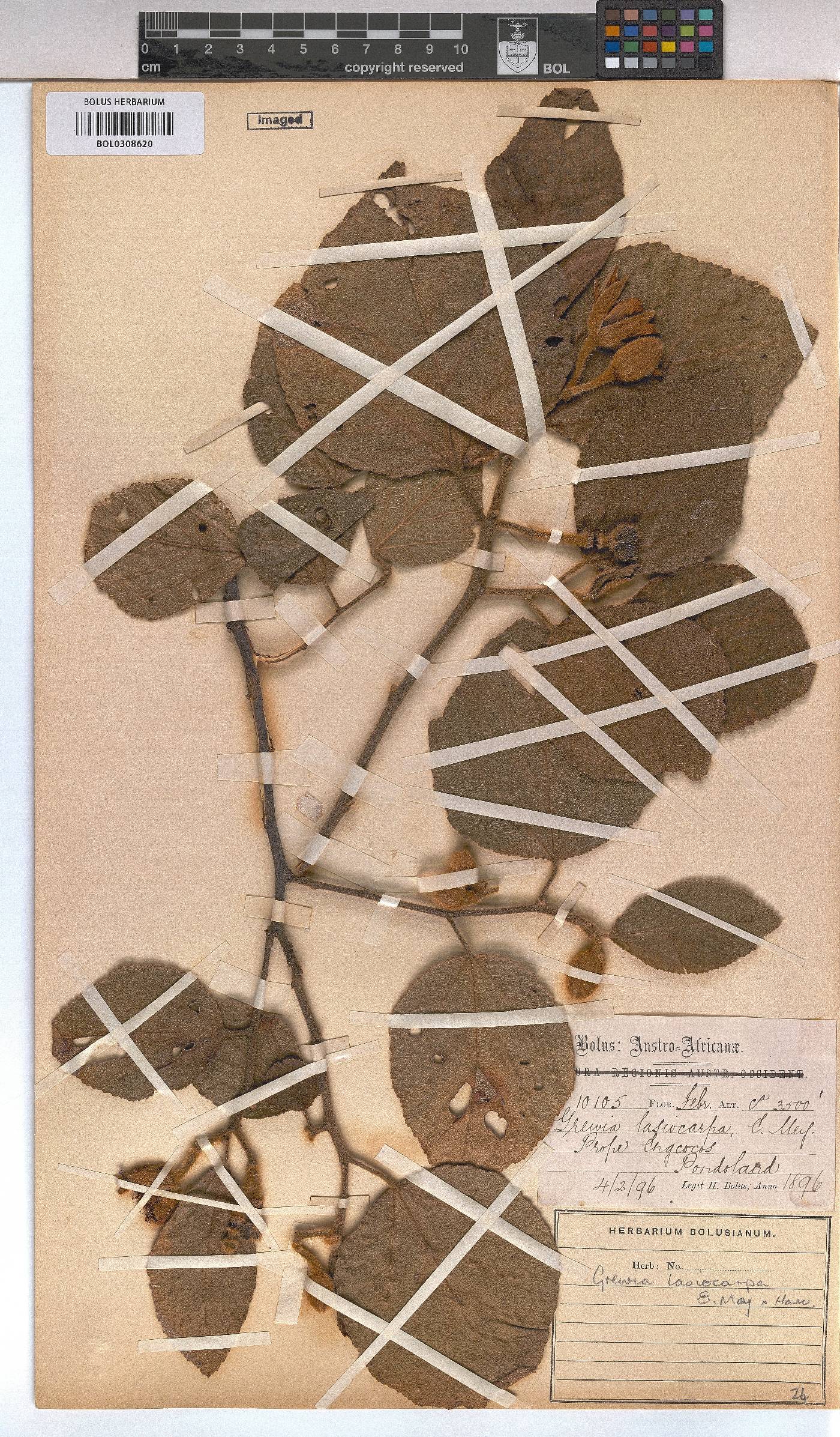 Grewia lasiocarpa image