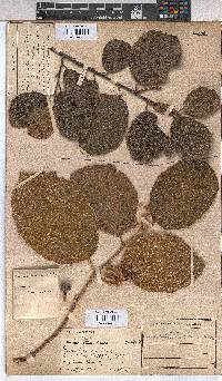 Grewia lasiocarpa image