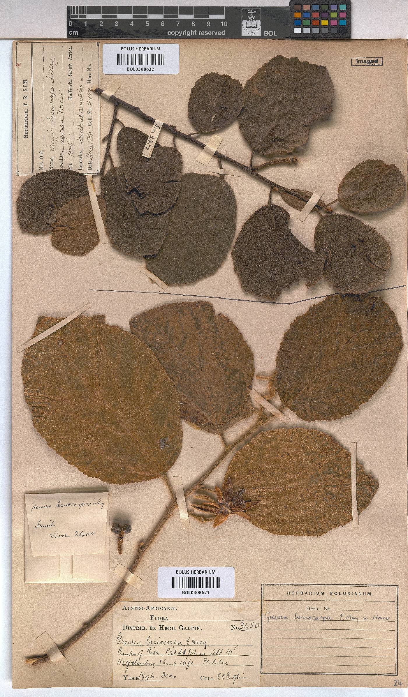 Grewia lasiocarpa image