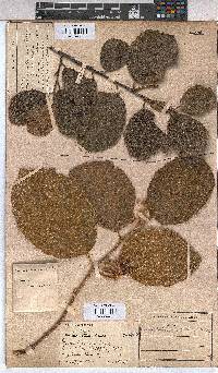 Grewia lasiocarpa image