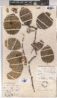Grewia lasiocarpa image