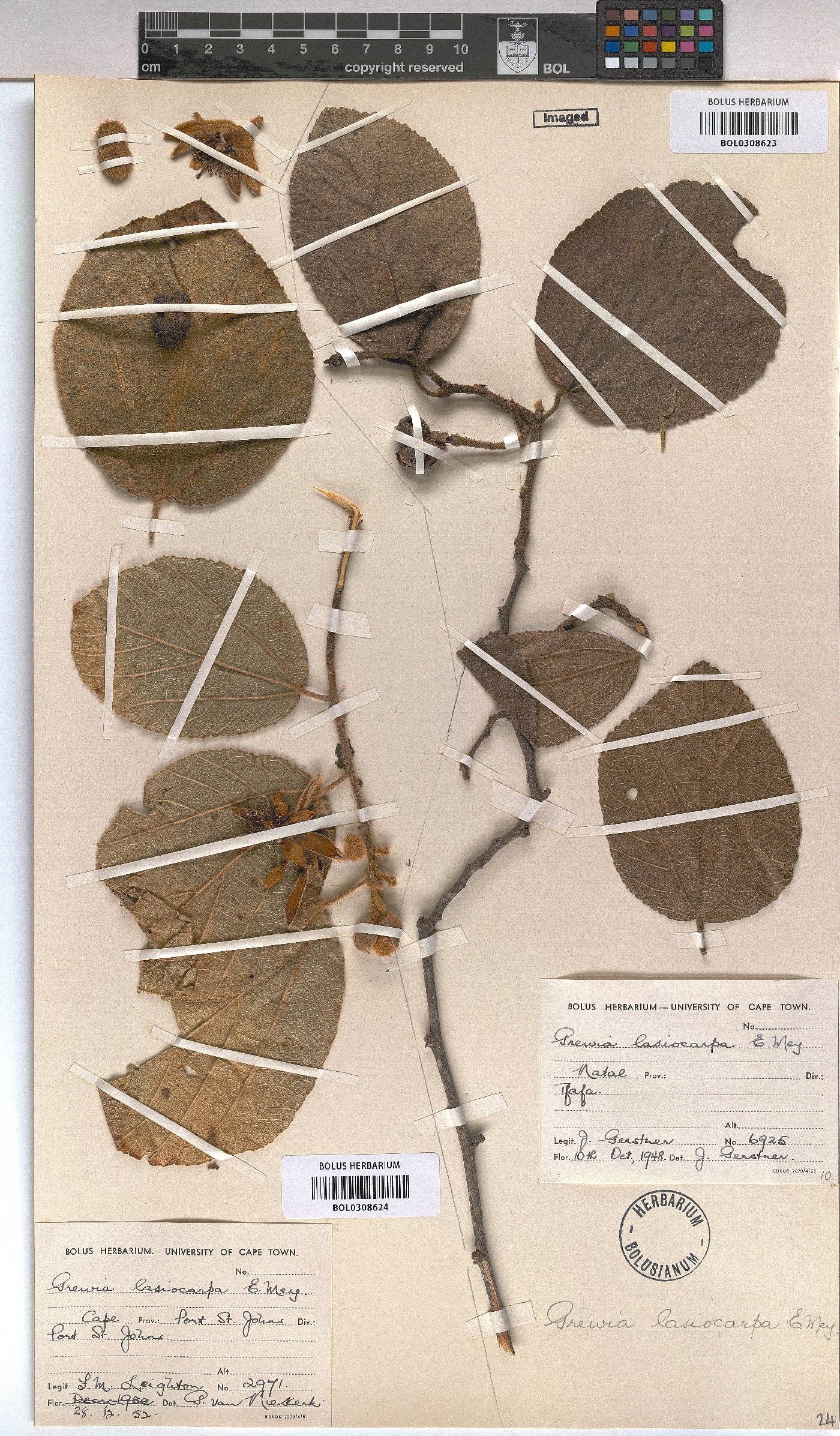 Grewia lasiocarpa image