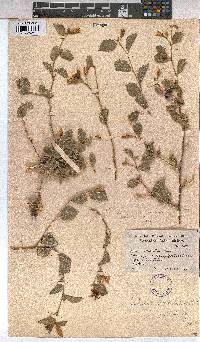 Grewia hispida image