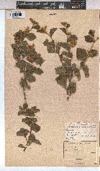 Grewia hispida image