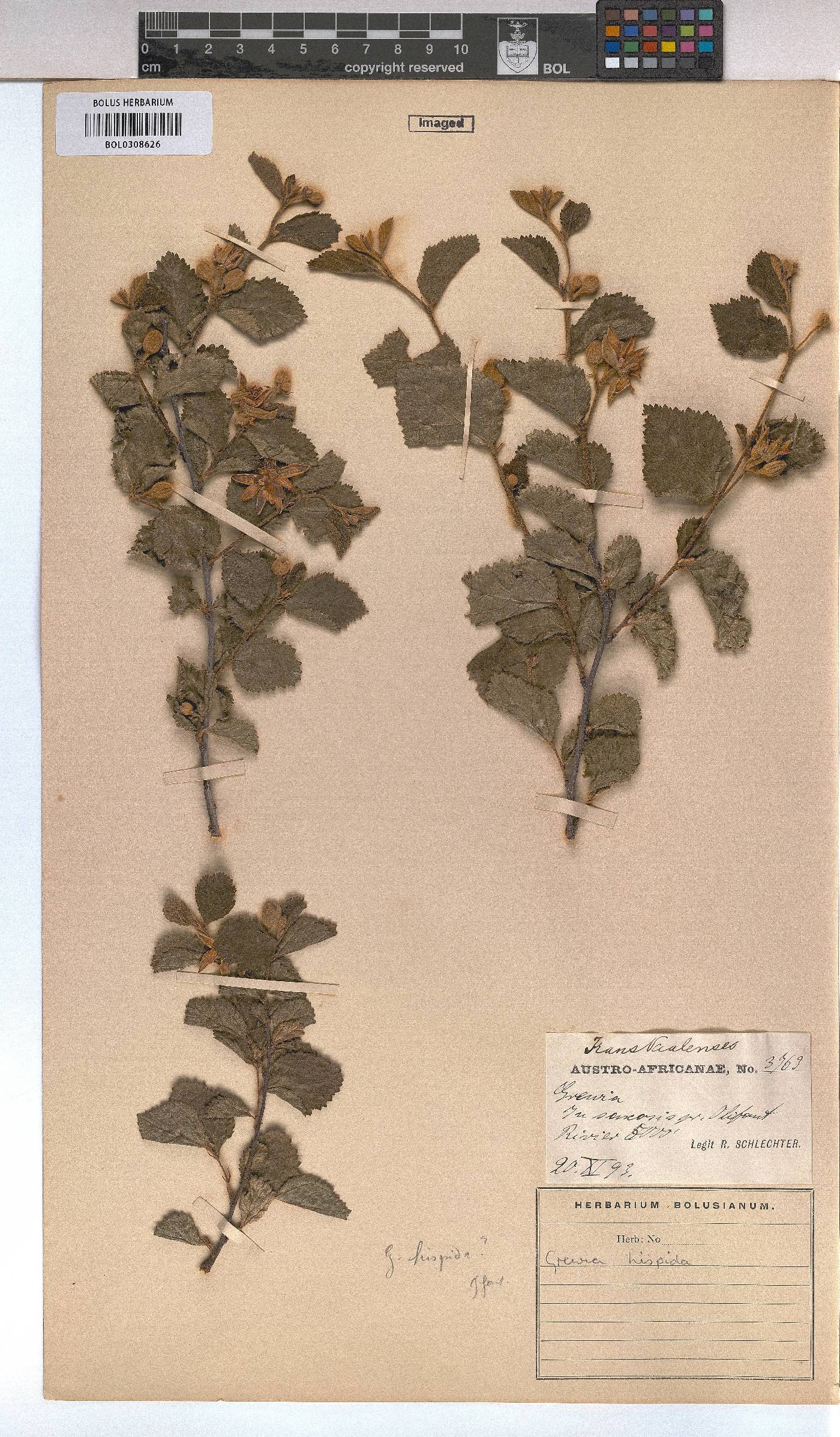 Grewia hispida image