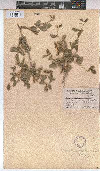 Grewia hispida image