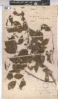 Grewia hispida image