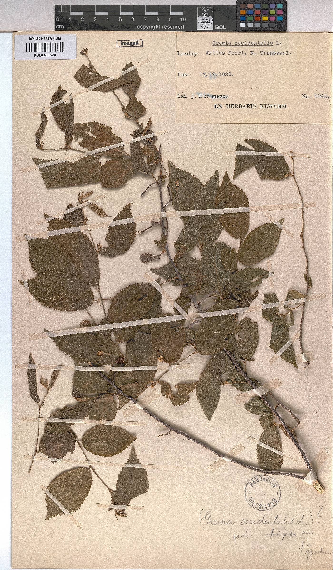 Grewia hispida image