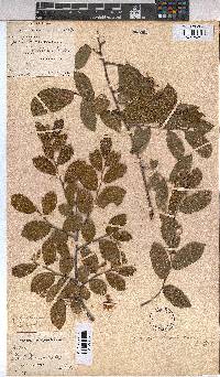 Grewia hispida image