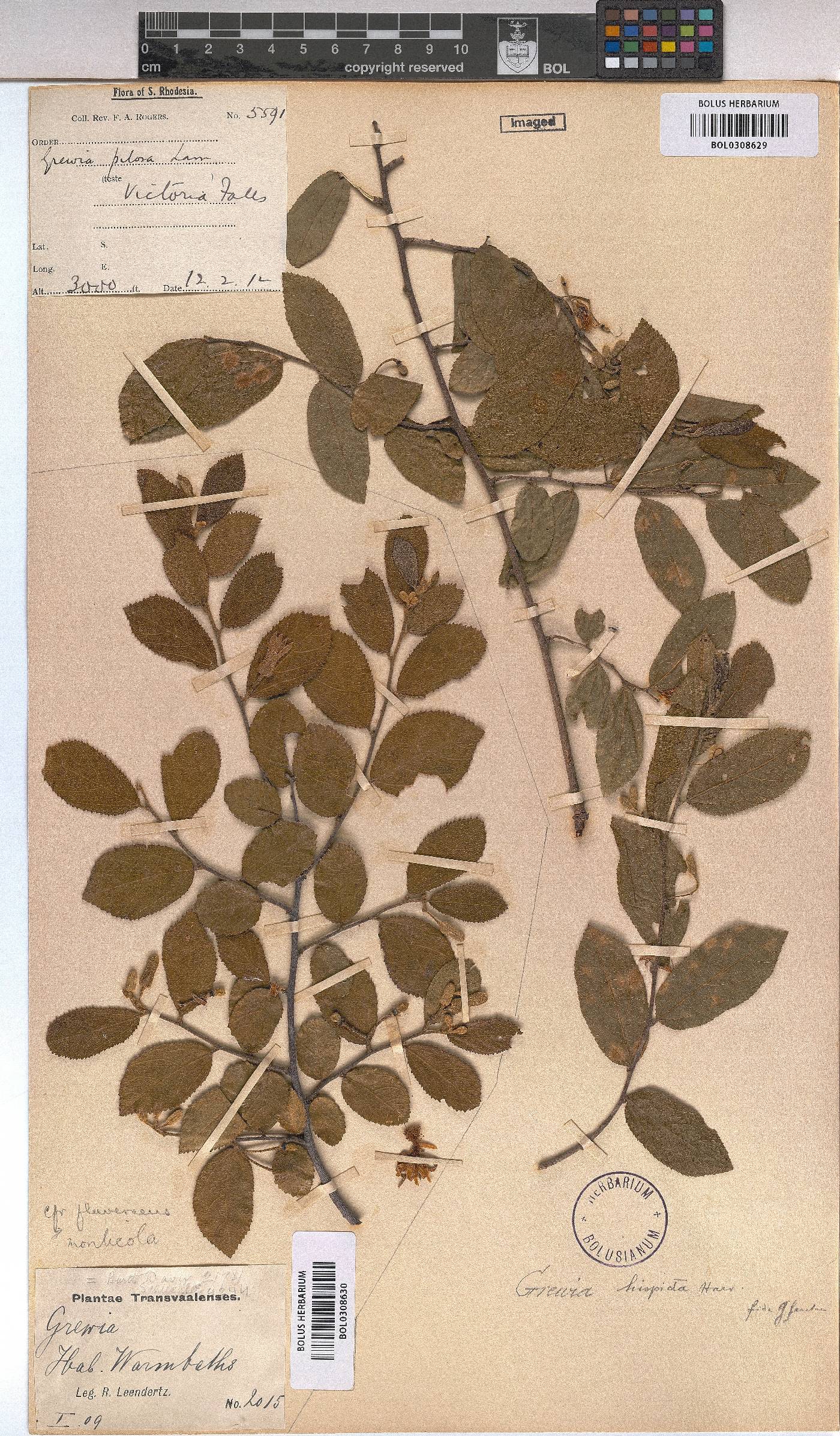 Grewia hispida image