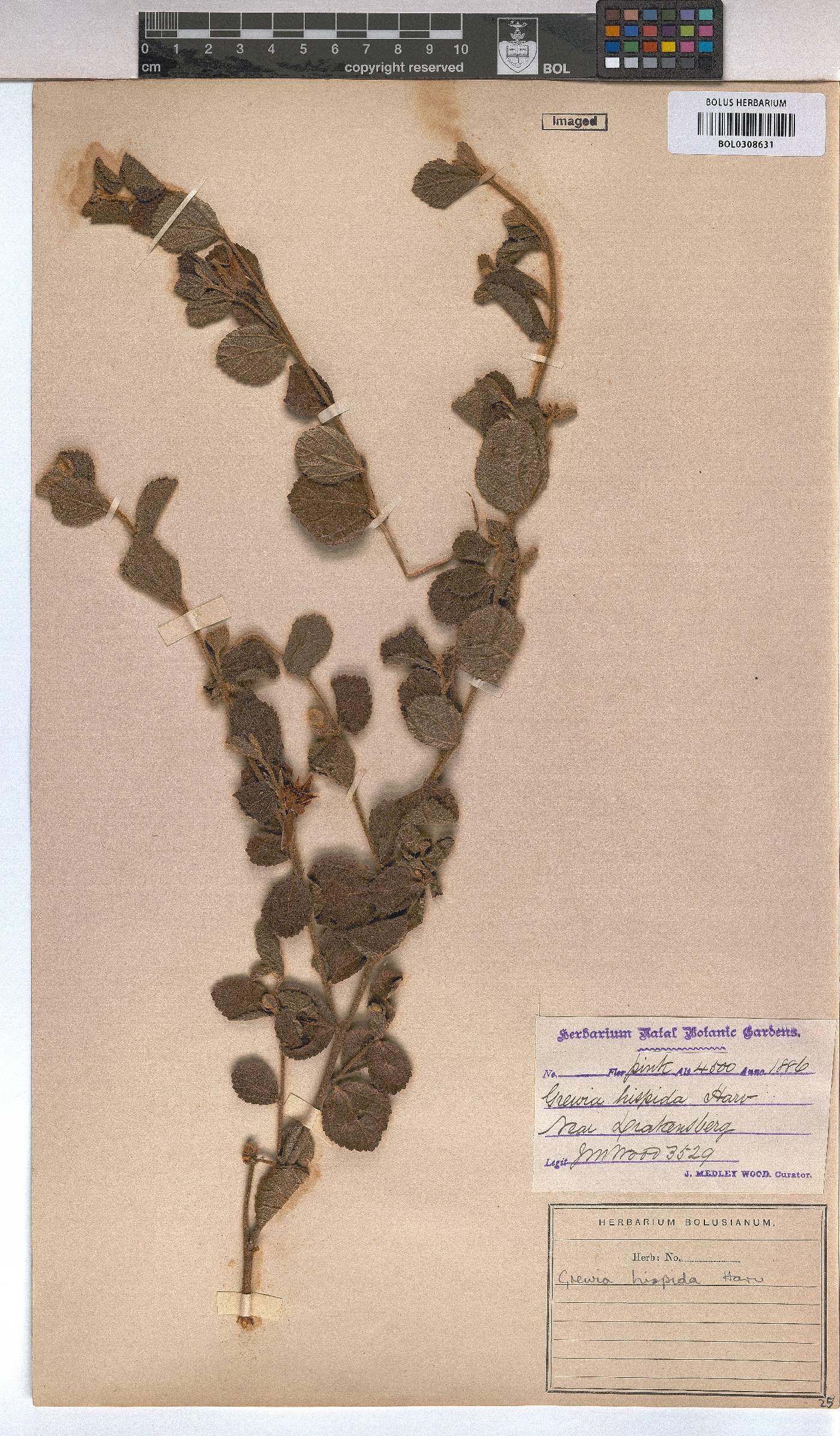 Grewia hispida image