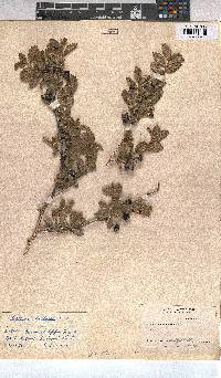 Grewia hispida image