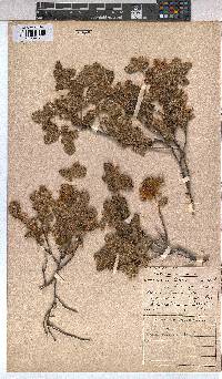 Grewia hispida image