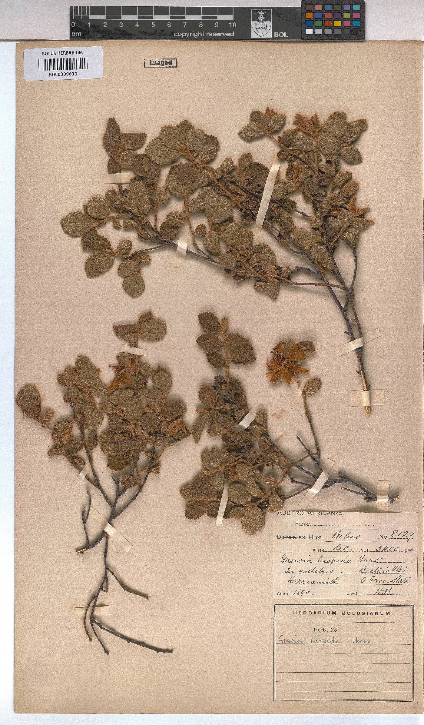 Grewia image