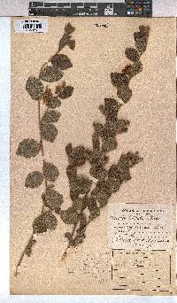 Grewia hispida image