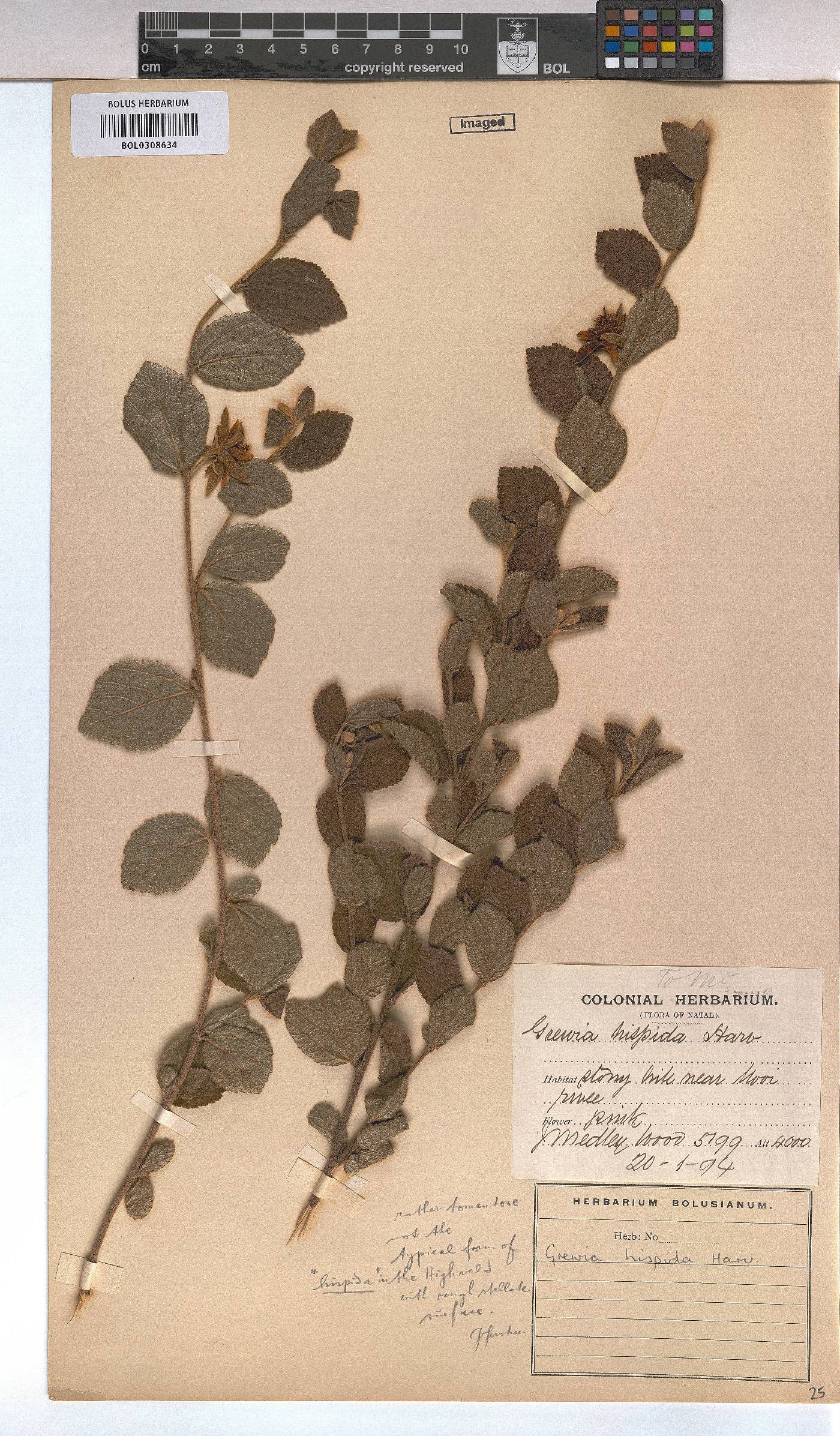 Grewia hispida image