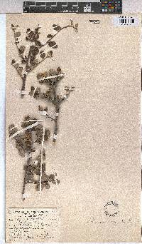Grewia robusta image