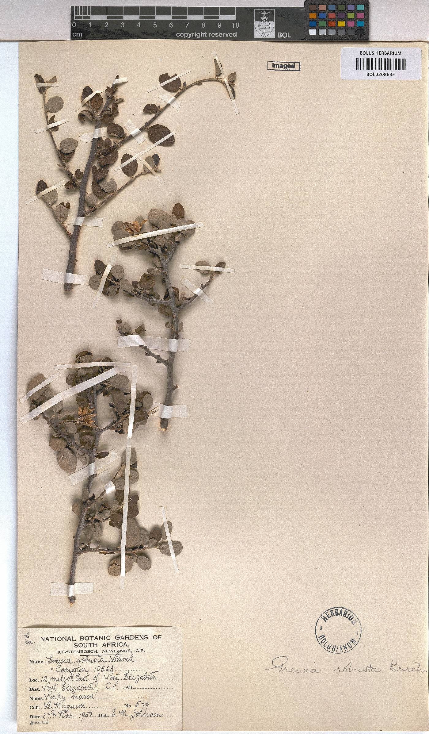 Grewia robusta image