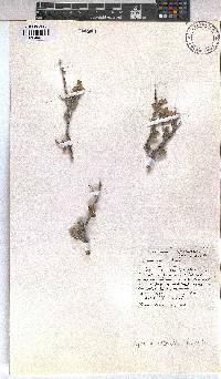 Grewia robusta image
