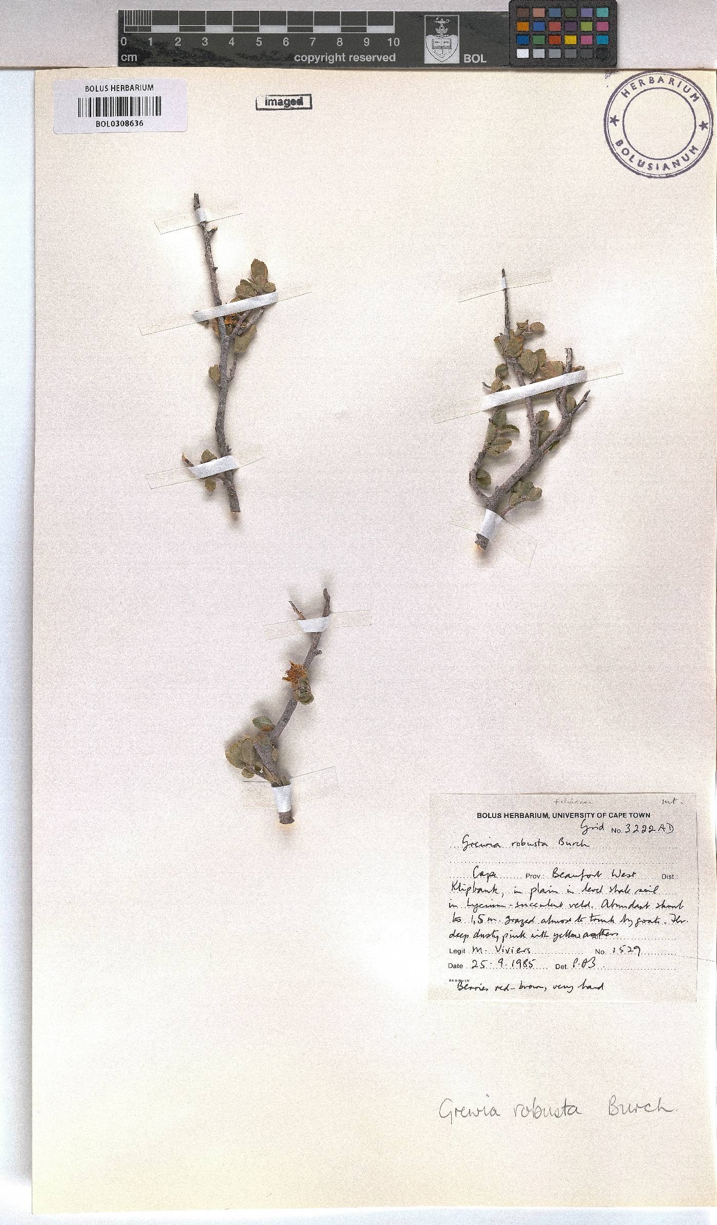 Grewia robusta image