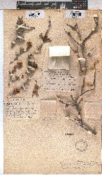 Grewia robusta image