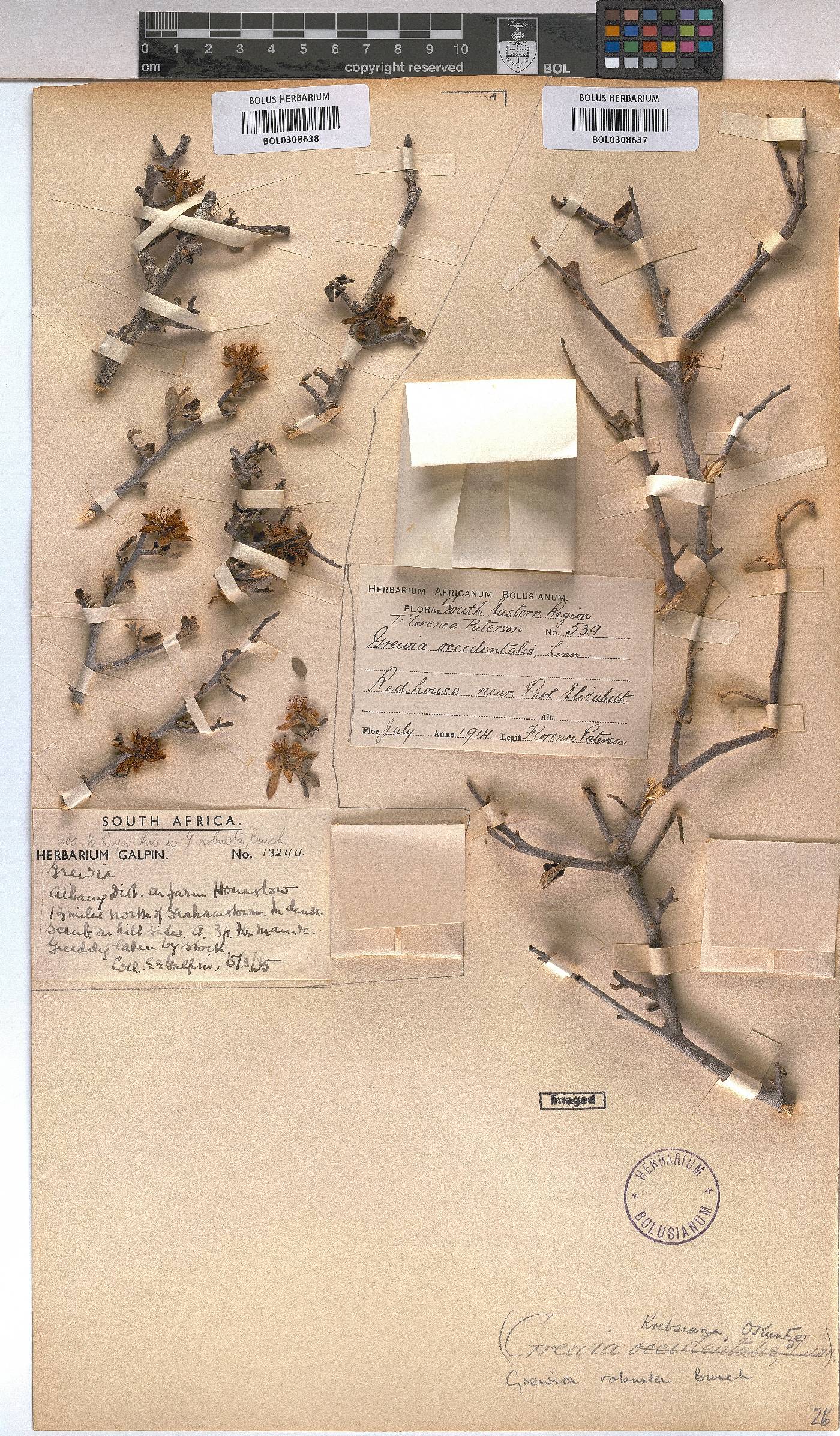 Grewia robusta image