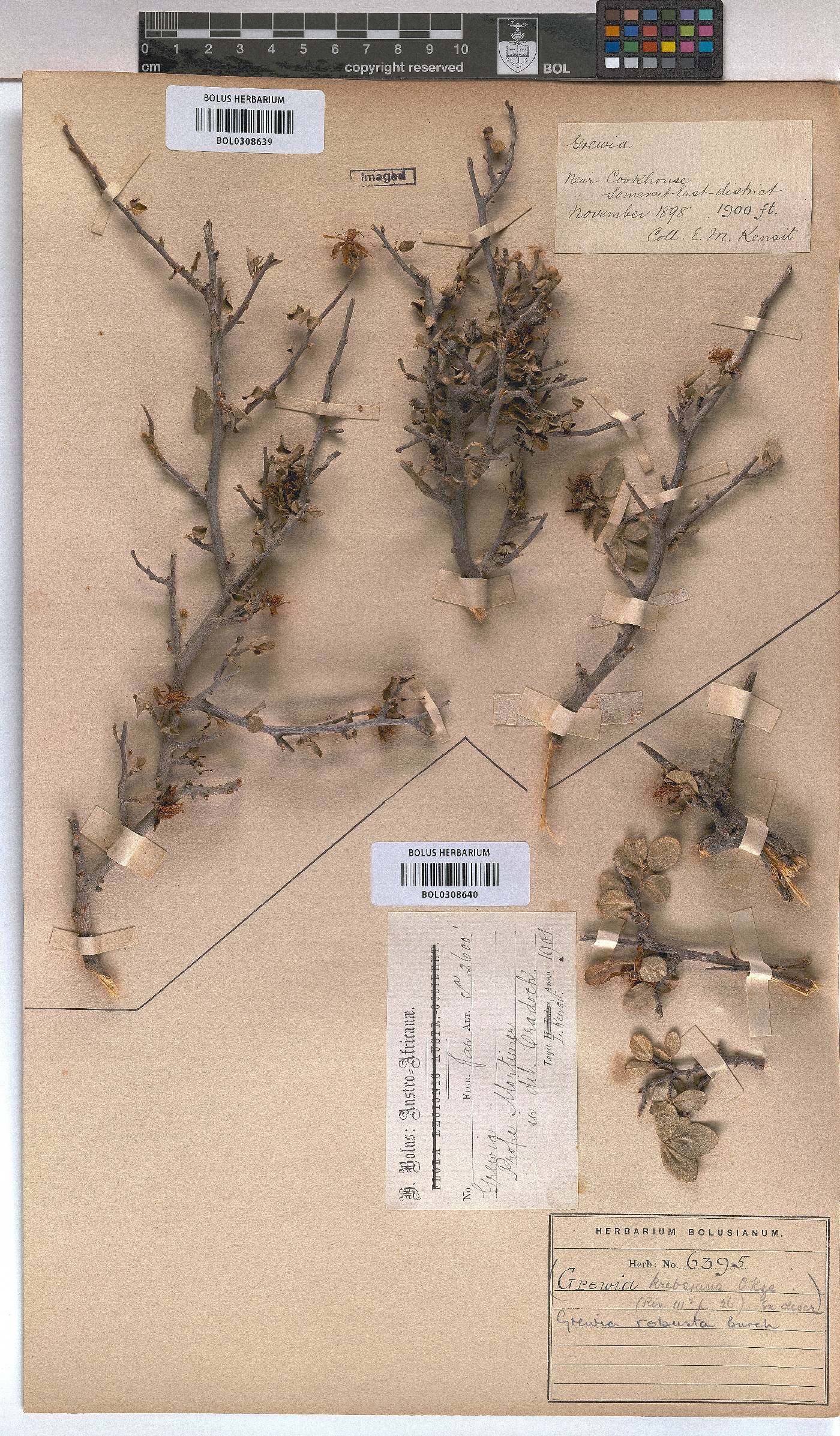 Grewia robusta image