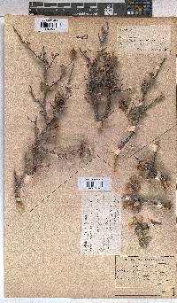 Grewia robusta image