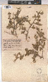 Grewia robusta image