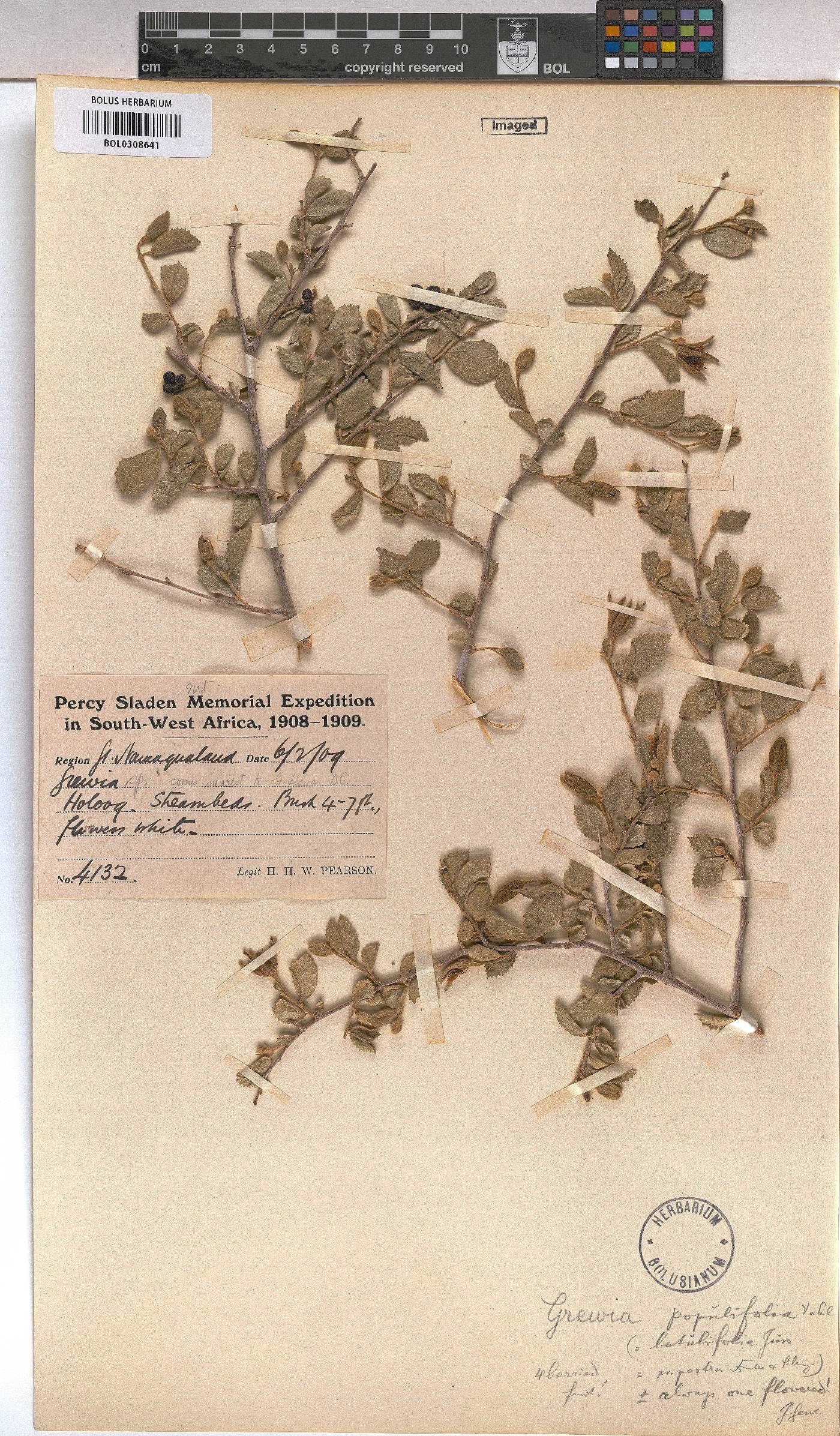 Grewia robusta image