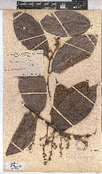 Image of Microcos coriacea