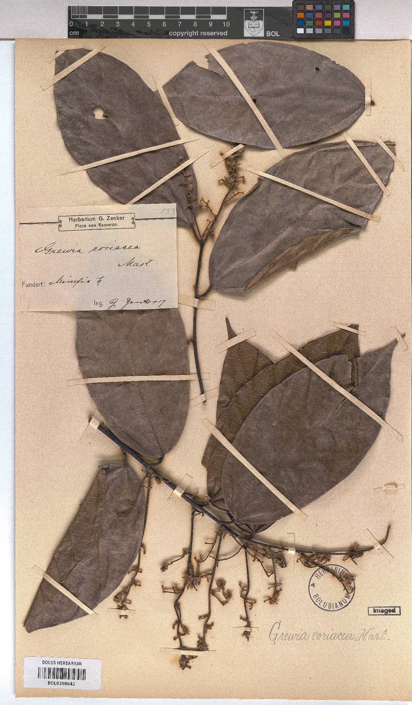 Microcos coriacea image