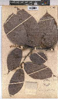 Microcos coriacea image
