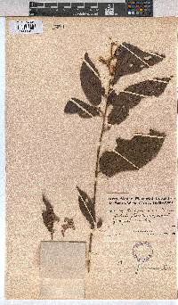 Image of Microcos floribunda