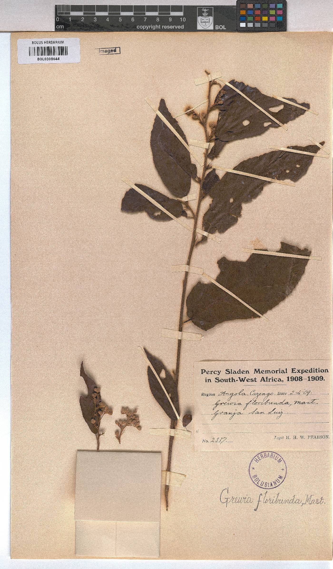 Microcos floribunda image
