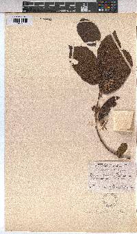 Grewia flavescens image
