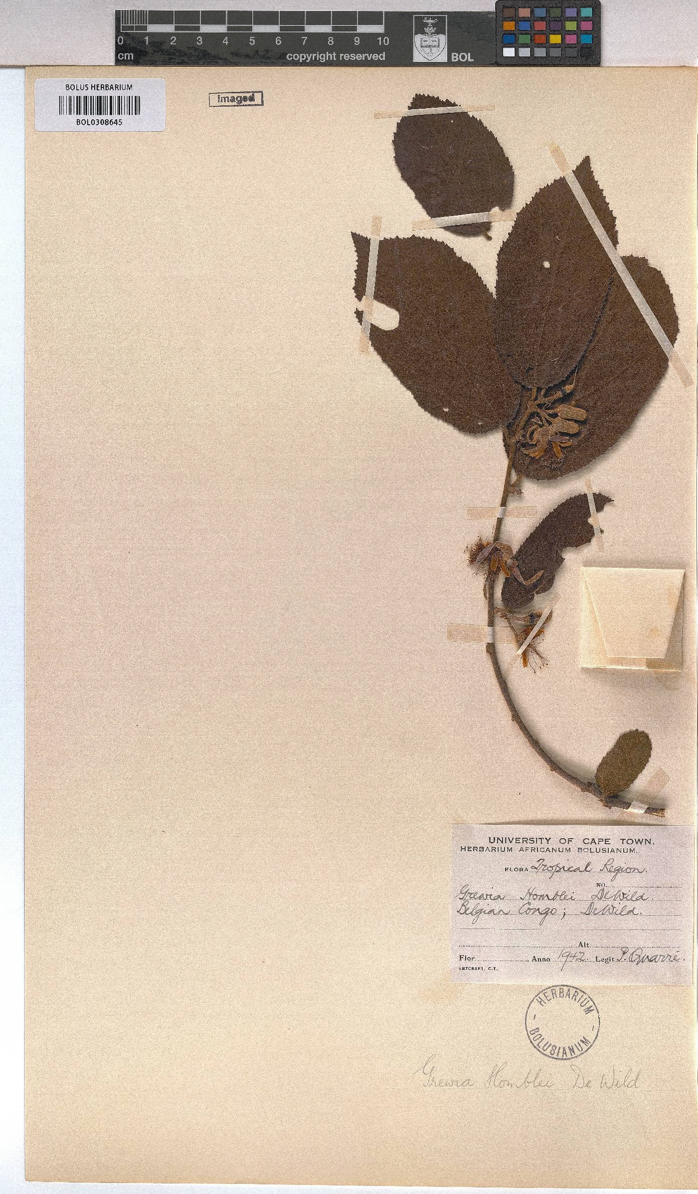 Grewia flavescens var. flavescens image